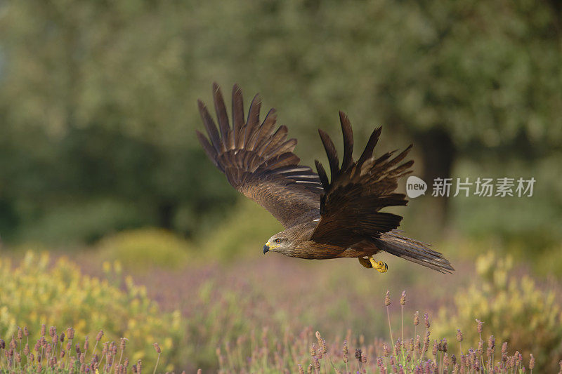 黑鸢(Milvus migrans)